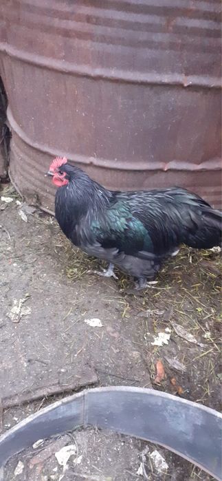 Cocosi kabir si australop