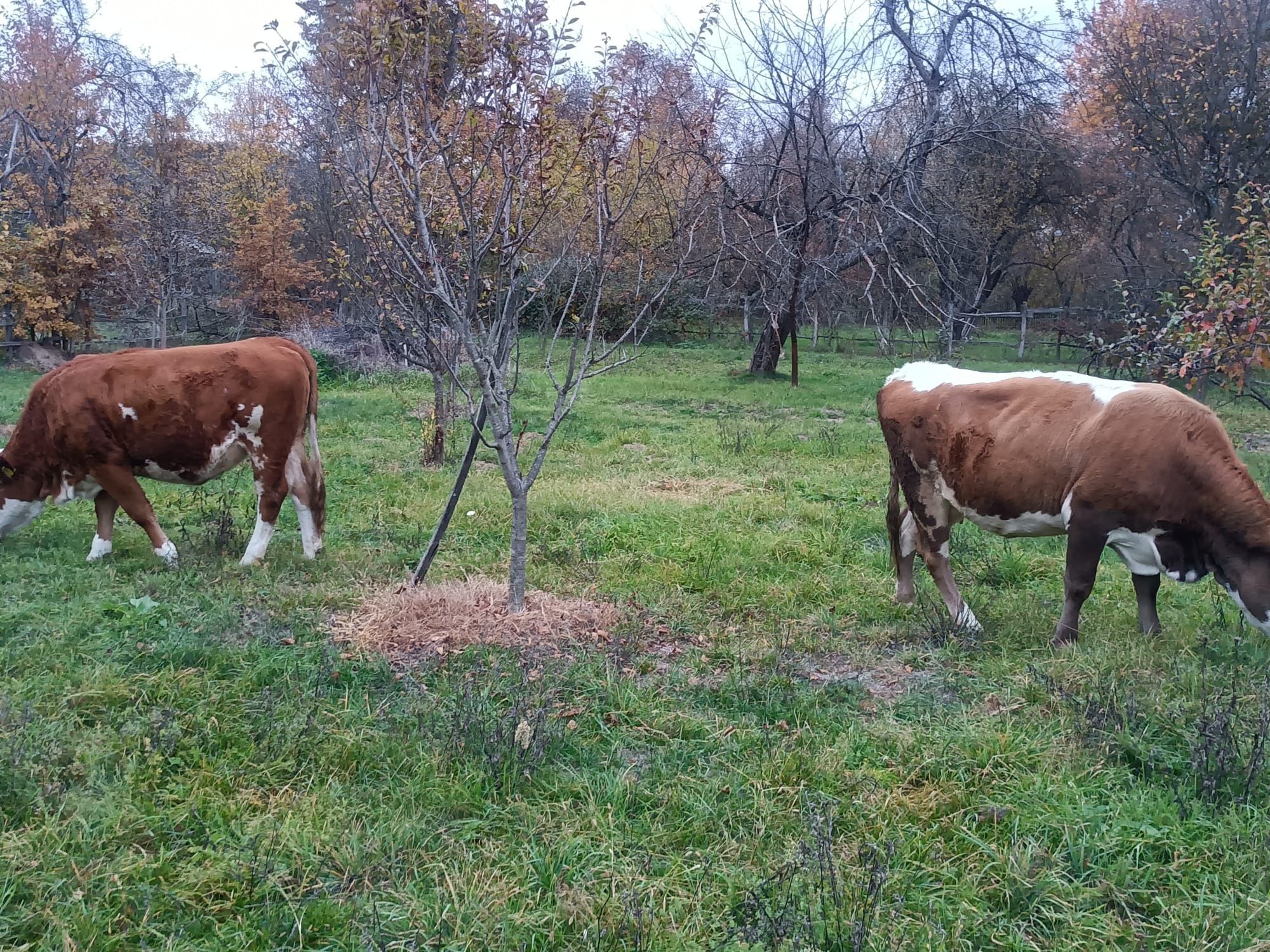 Vând două vaci bălțată româneasca