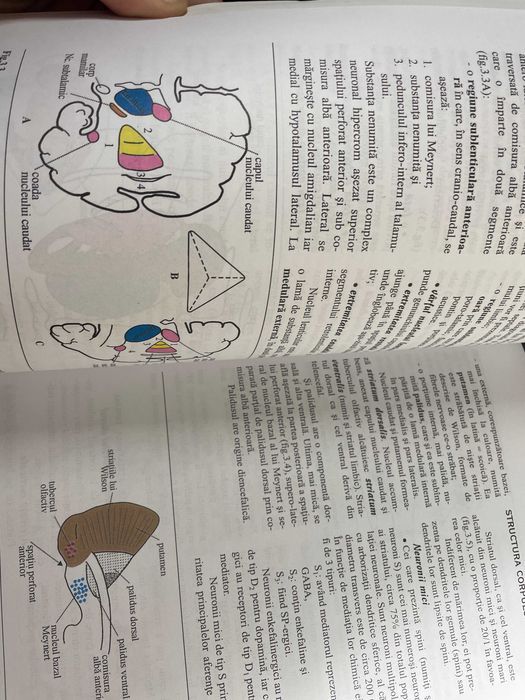 Tratat medicina Emisferele Cerebrale GH Petrovanu 1999 NOU rezidentiat