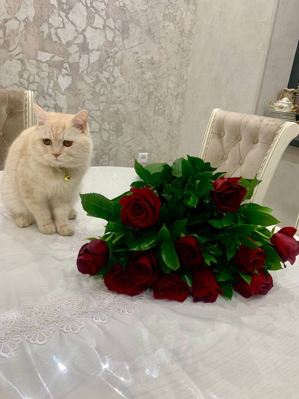Кот на вязку ждет красивых кошек