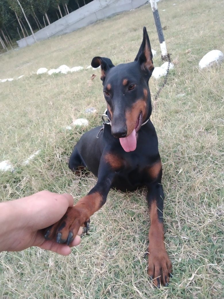 Oladiganla tel qila omasalarib tel qilib  bezovta qimela it 1yoshi
