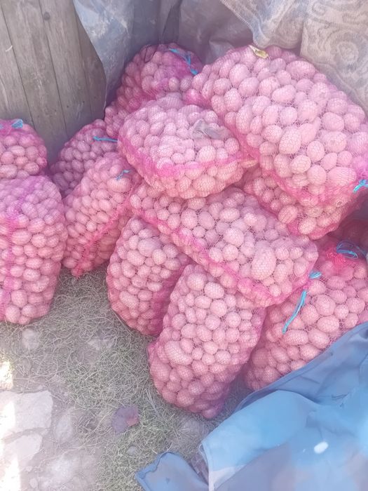 Vând cartofi mărunți pentru animale