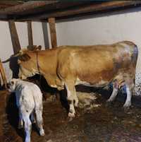 Vand vaca baltata roamneasca romaneasca