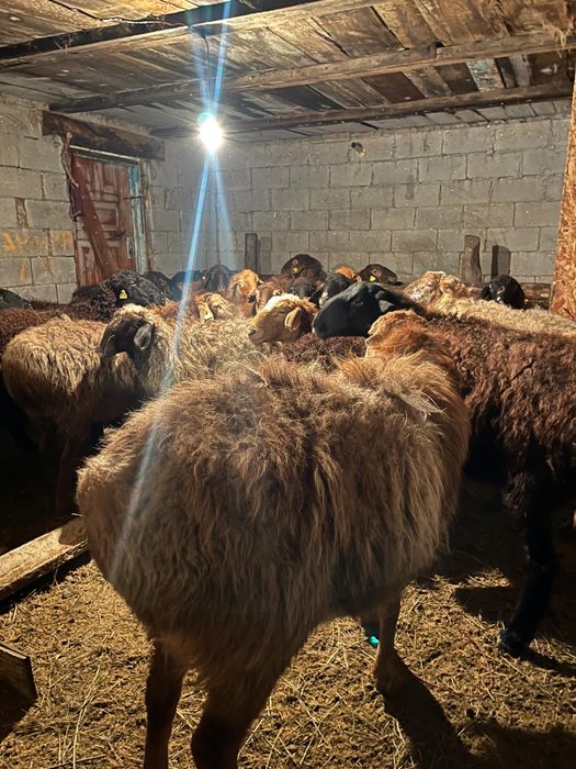 Баран оптом срочно продам