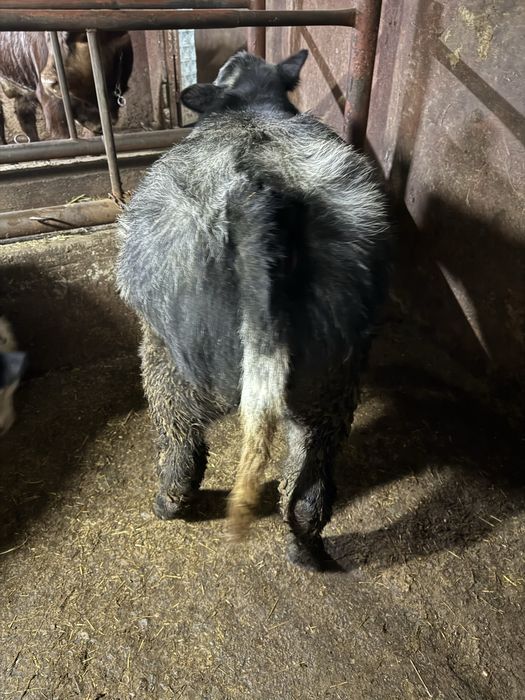 Vand doi viteii belgieni de 5 luni bucata