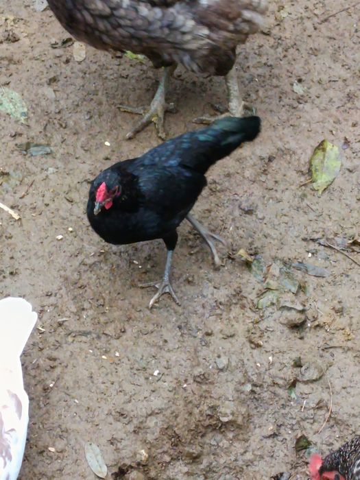 Disponibili cocoși pitici