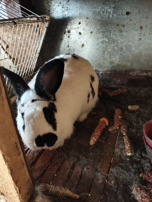 Iepuri (masculi & femele) - vârsta 8-9 luni