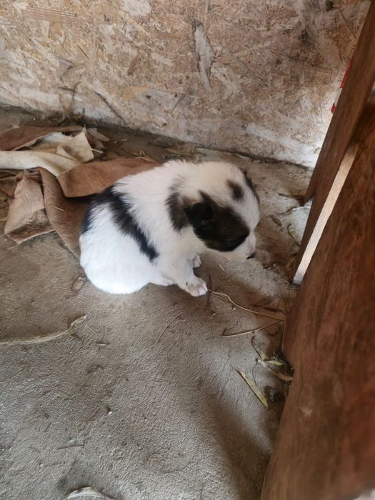 Donez catelusi 3 luni