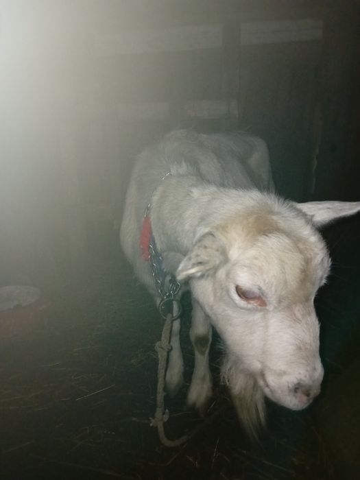 Capra sannen 2 litri la timp de vara