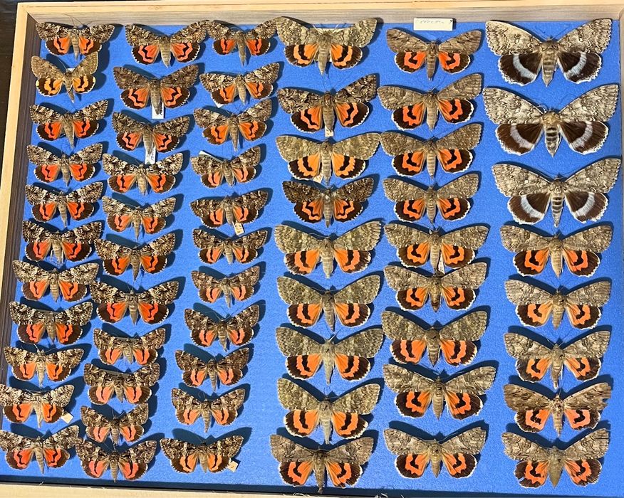 Колекция пеперуди насекоми