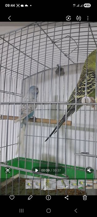 Ангоркалар сотилади