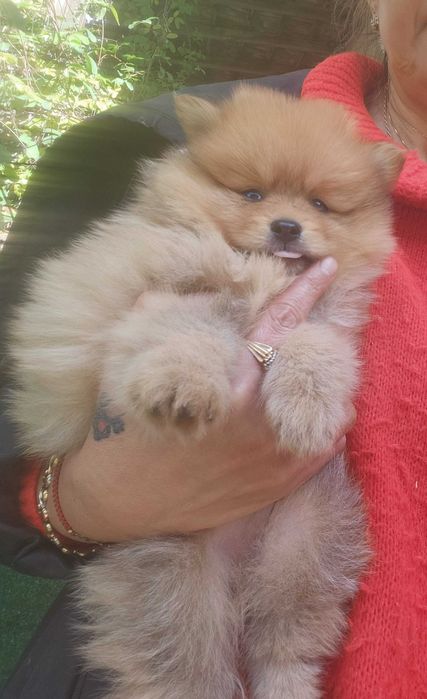 Померан уникалени мини шпицове