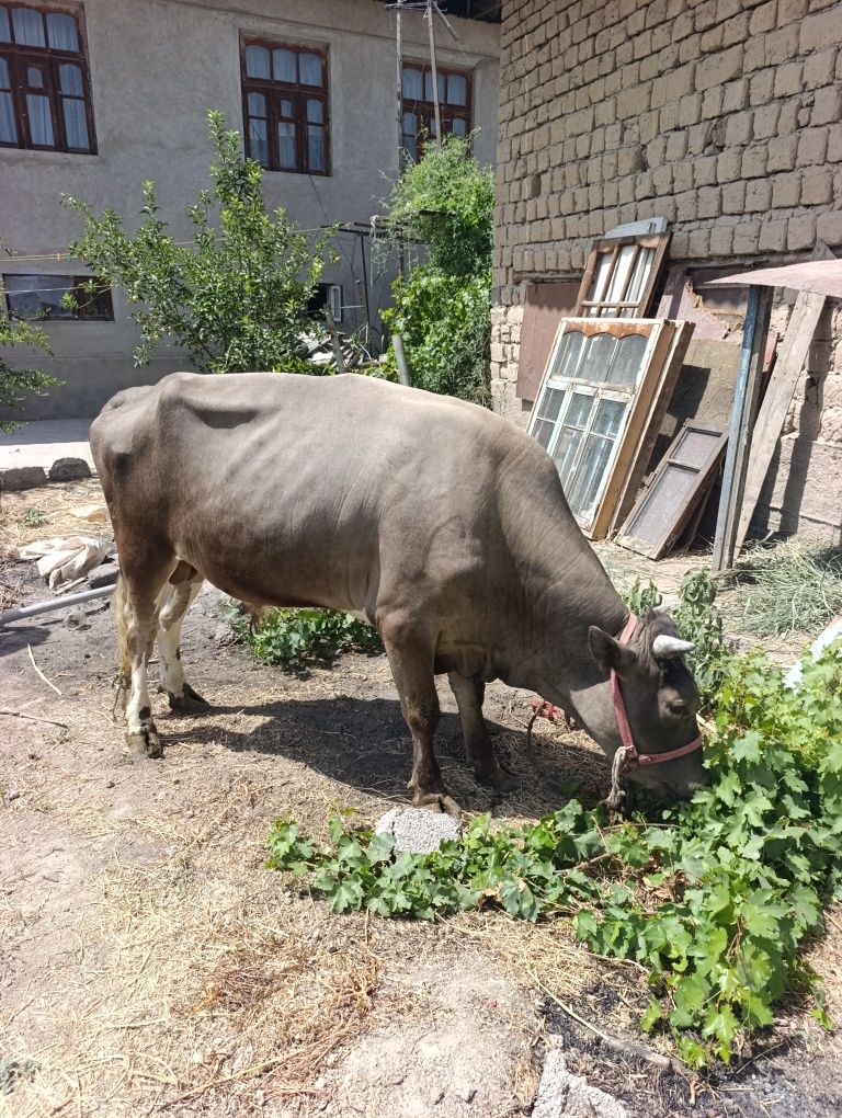 Бука сотилади бор