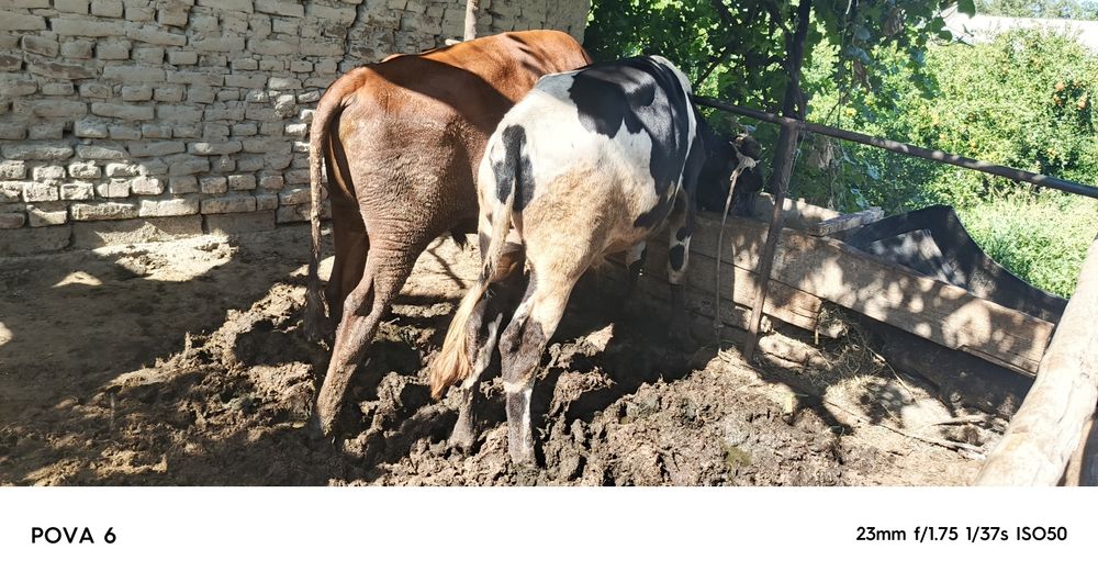 Buqalar sotiladi