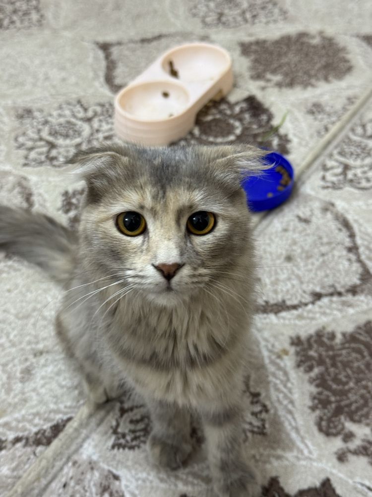 • Scottish fold - zotiga mansub mehribon mushuk