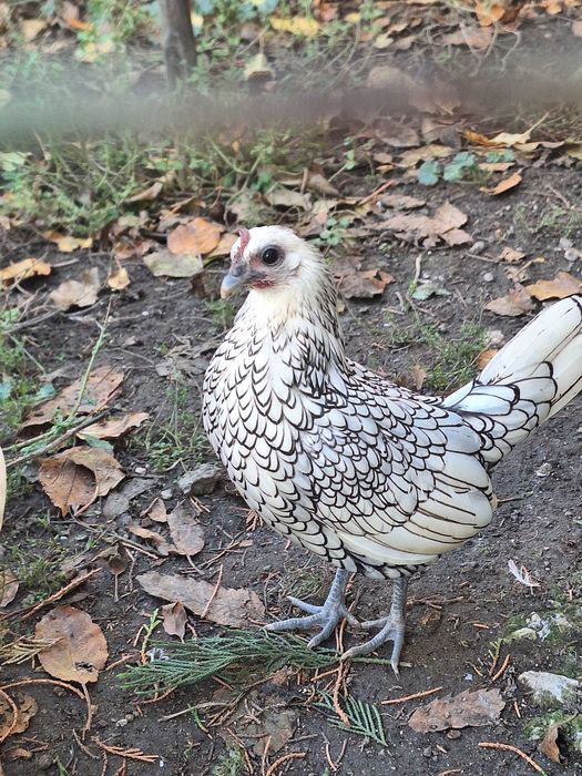 Двойка сребърен зибрайт