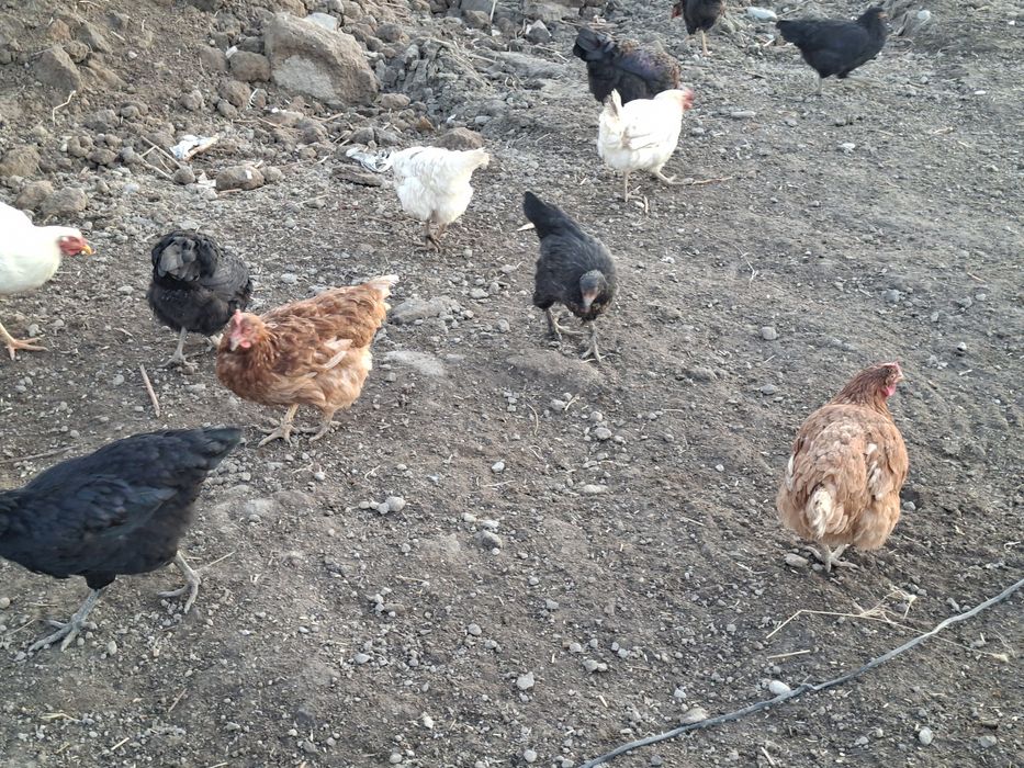 Товуклар_сотилади_23дона_100000 сумдан