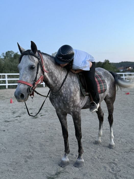 De Vanzare Cal Castrat Varsta 7 Ani