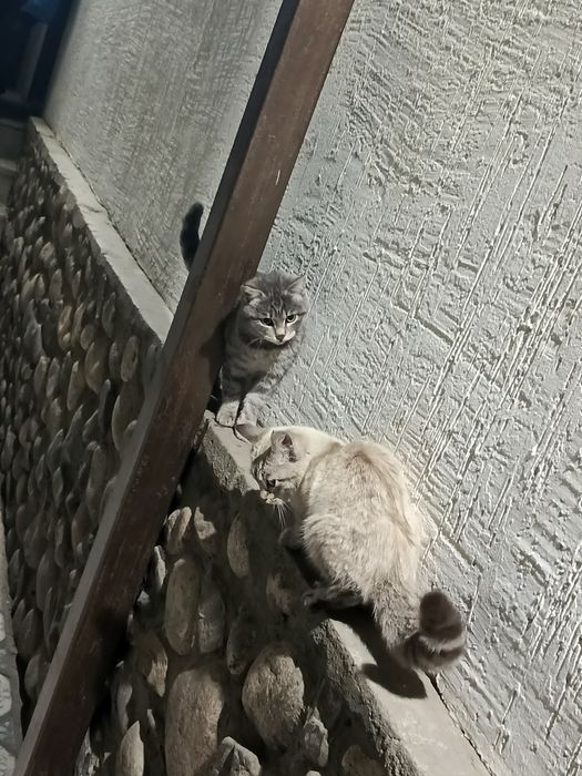 Отдаю котят, котенка