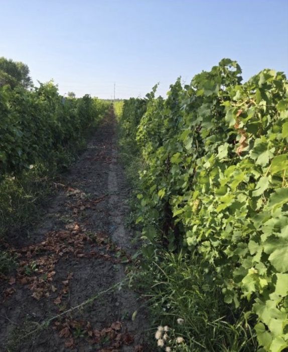 Vand struguri de vin productie 2025