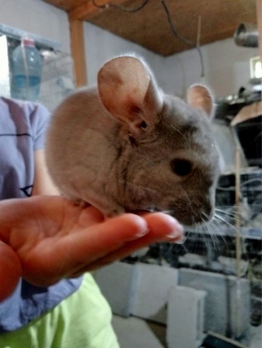 Chinchilla / sinsila, adorabilul animalut de companie. DE VANZARE.