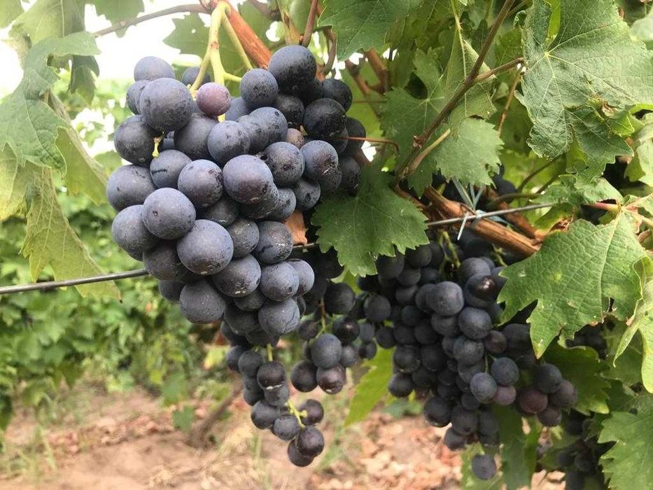 Vand struguri de vin si masa!