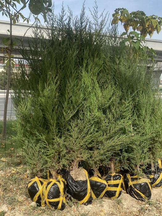 Арча моживелник quluğ