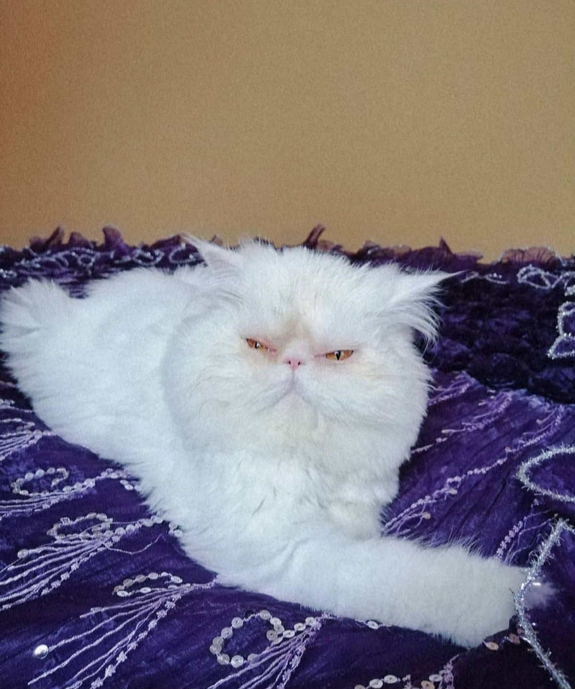 ПОДАРЯВАМ Персийска котка