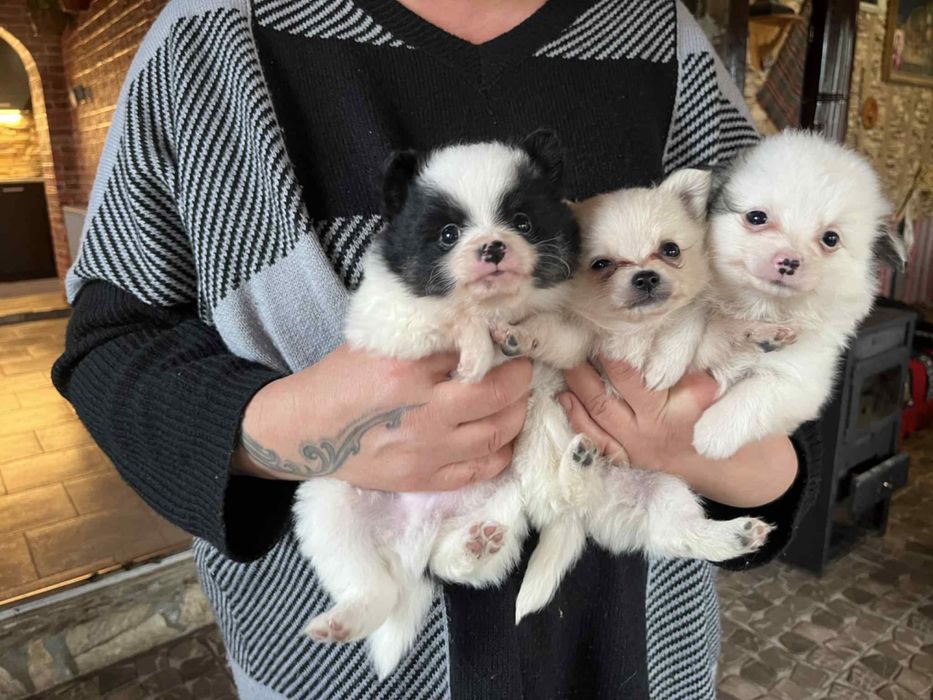 Малки бебета Померани