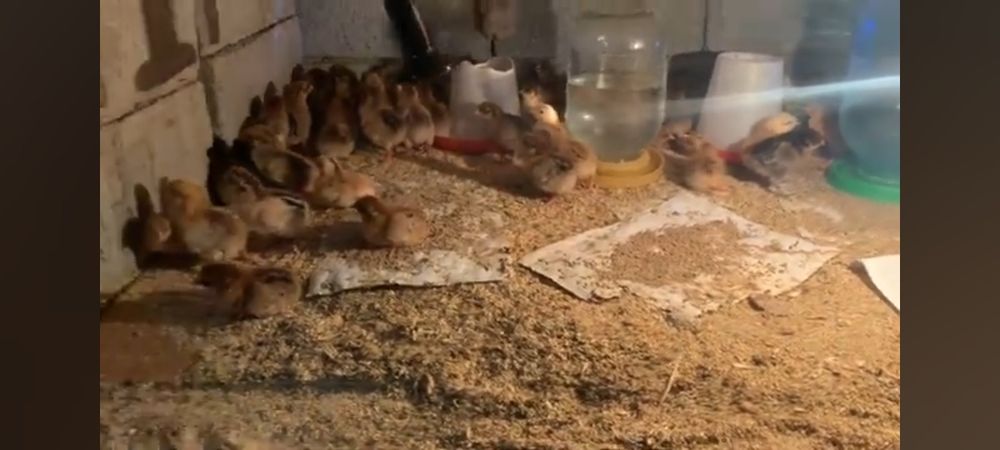 Балапан тегін болады маған керек жоқ