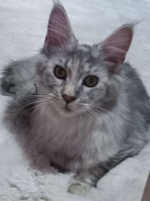 Продается кошка Мейн-кун