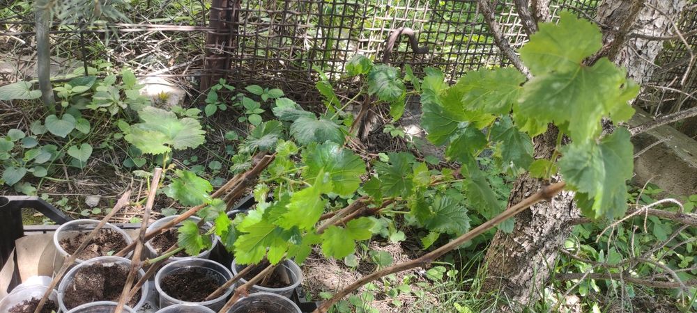 Продам виноград укоренённый сорт «ВЕЛИКА»