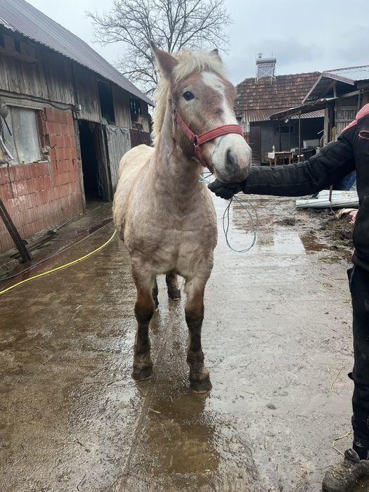 Vând mânză de 8 luni