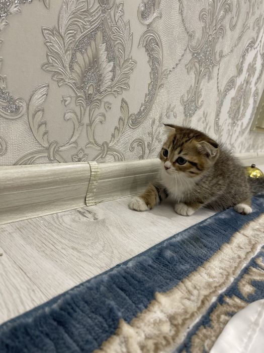 Скотиш фолд. скотиш фолд