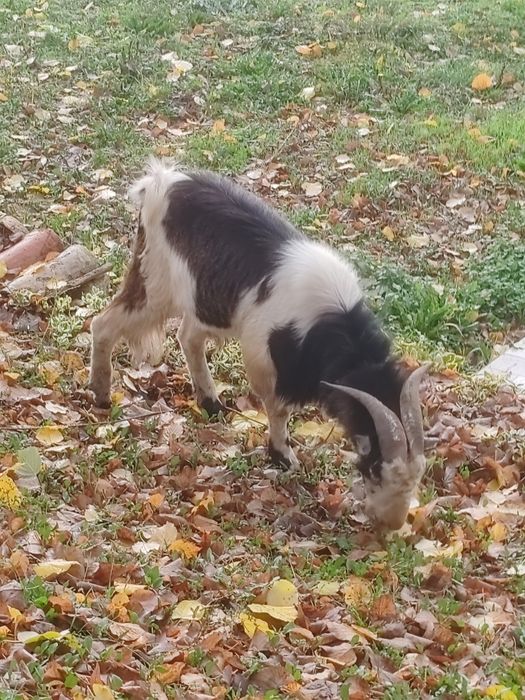 Голям мощен пръч