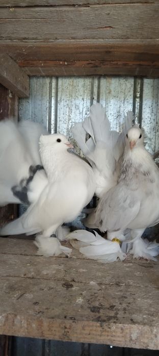 Vând porumbei voltati indieni