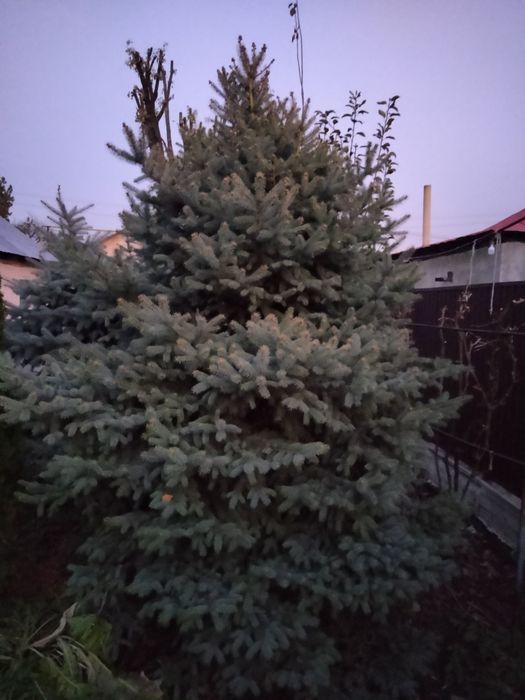 Саженцы деревьев