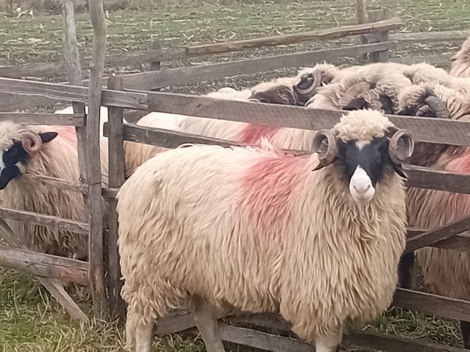 Disponibil noatin cu nasu alb