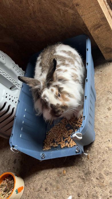 Vand Iepuras pitic tinut doar in apartament!