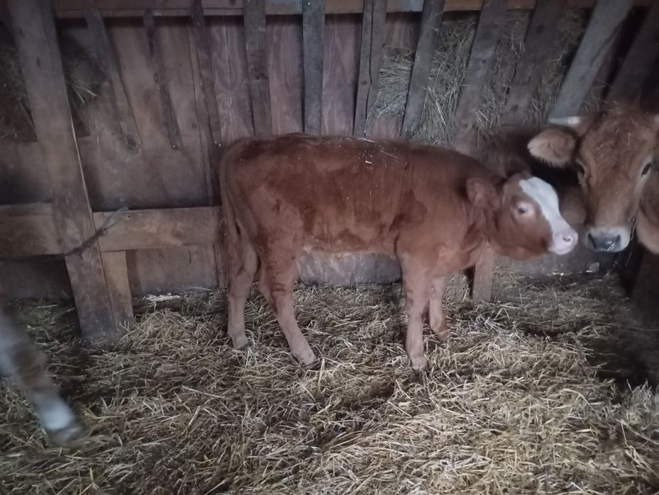 Vând 2 taurasi de carne