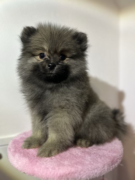 Baietel Pomeranian disponibil