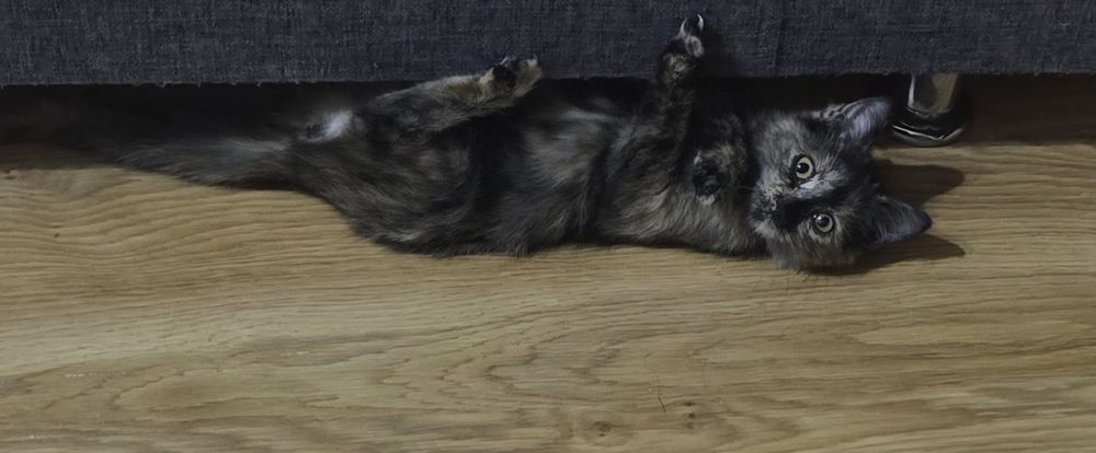 Котёнок девочка 3 месяца