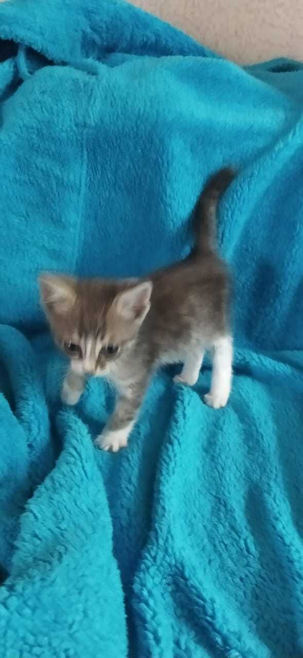 Котенок полосатый