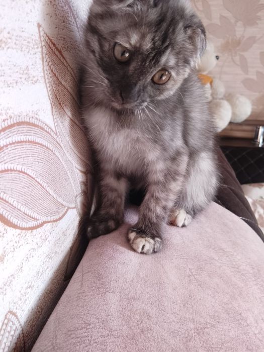 Веслоухий котенок