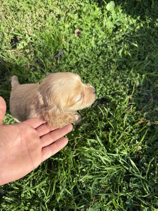 Кокерчета с първа ваксина обезпаразитени вътрешно.