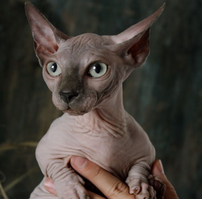 Сфинкс эльф девочка и бамбино мальчик