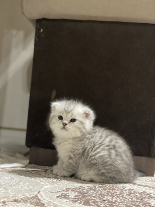 Тоза кон мушукчамиз сотувда