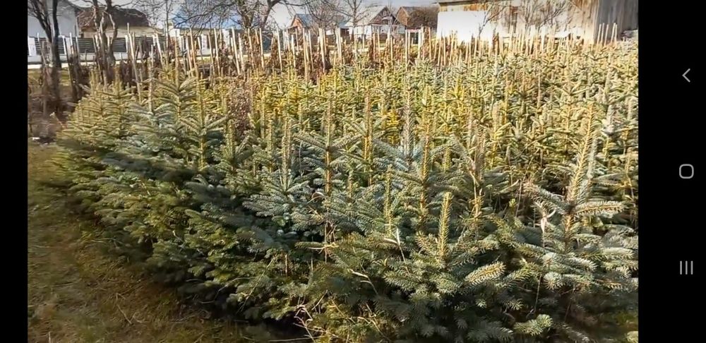 Puieți de replatare cu prindere suta la suta.