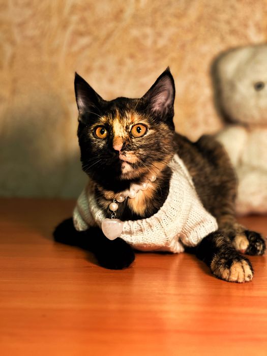 Кото девочка в добрые руки г.Алматы