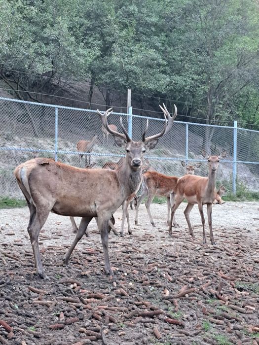 Cervus elaphus masculi si femele